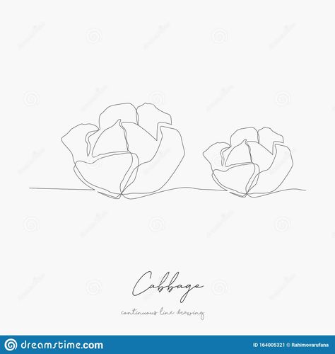 Cabbage Illustration Drawing, Cabbage Drawing Simple, Cabbage Tattoo, Cabbage Drawing, Cabbage Illustration, Hand Drawing Sketch, Georgia Living, Simple Vector Illustration, Tat Inspiration