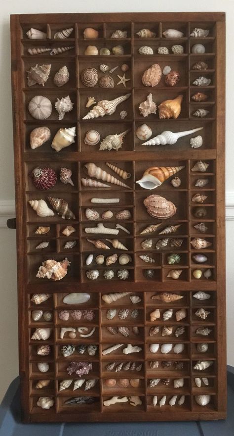 Types Of Seashells, Seashell Display, Shell Display, Deco Marine, Art Coquillage, Seashell Projects, Printers Tray, Deco Nature, Shell Crafts Diy