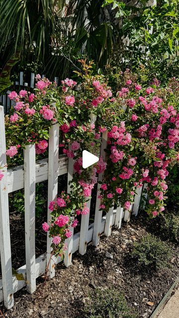 Rosie on Instagram: "Happy earth day everyone!! 🌳🌎💕   The Peggy Martin rose, also known as the “Katrina rose,” has a captivating tale that began with Peggy Martin, a Louisiana gardener and descendant of a family with deep roots in the area. When Hurricane Katrina struck in 2005, Martin’s garden, along with much of her community, was submerged under floodwaters. Miraculously, one rose bush survived the devastation, resilient against the storm’s fury. This lone survivor, a vigorous climbing rose, later came to be known as the Peggy Martin rose. Its ability to endure the harshest of conditions and thrive amidst adversity captured the hearts of many, symbolizing hope and resilience in the face of disaster. Today, the Peggy Martin rose serves as a living testament to the strength of the huma Peggy Martin Rose Trellis, Peggy Martin Rose Climbing, Katrina Rose, Peggy Martin Rose, Martin Rose, Lone Survivor, To Be Known, Climbing Rose, English Country Style