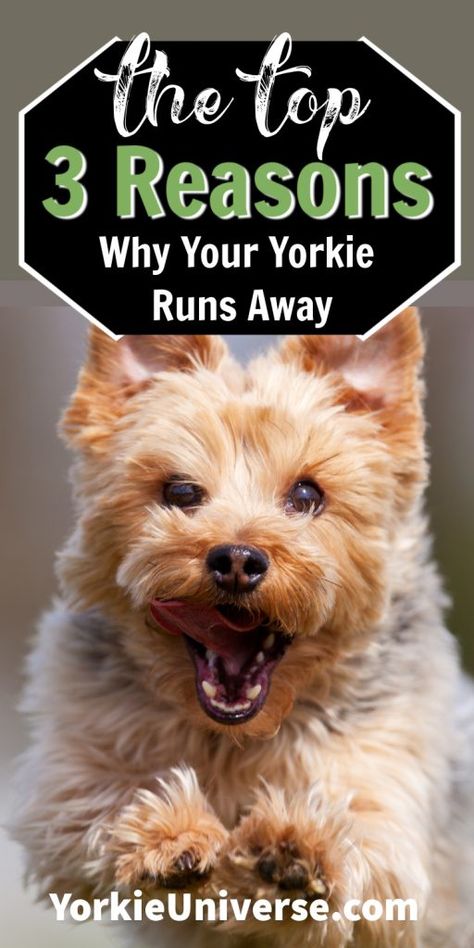 Yorkie Puppy Training, Yorkie Puppy Care, Yorkie Training, Mini Yorkie, Teacup Yorkie Puppy, Yorkie Puppies, Yorkie Terrier, Yorkie Lovers, Pet Hotel