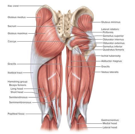 Muscles Worksheet, Body Muscle Anatomy, Inside Human Body, Muscular System Anatomy, Anatomy Education, Picture Perfect Smile, Nursing Study Tips, Physical Therapy School, Human Muscle Anatomy