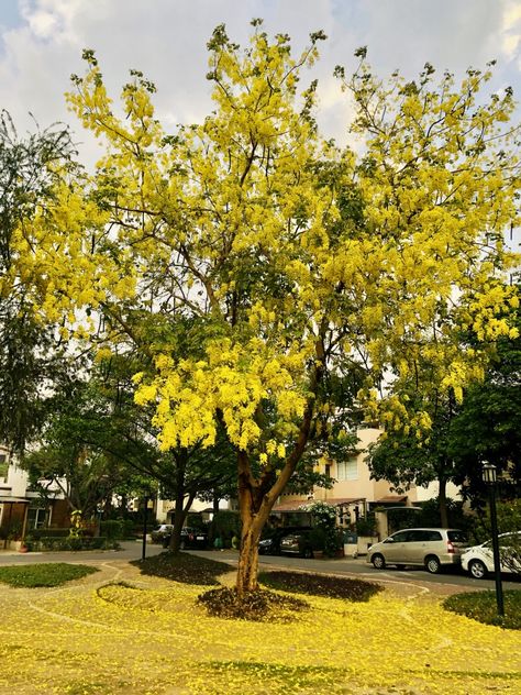 Lessons from the Laburnum Tree: #WordlessWednesday Laburnum Tree, Landscaping Natural, Areca Catechu, Wholesale Plant Nursery, Natural Lawn, Bonsai Ideas, Wholesale Plants, Flower Fruit, Cascading Flowers