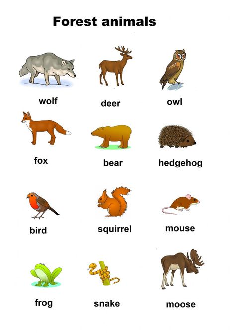 Forest Animal Songs Preschool, Woodland Animals Lesson Plan, Animals Of The Forest, Forest Animals Art Preschool, Forest Activity For Preschool, Forest Literacy Activities Preschool, Woodland Animals Theme Preschool, Forest Animal Worksheets Preschool, Preschool Forest Animals Activities