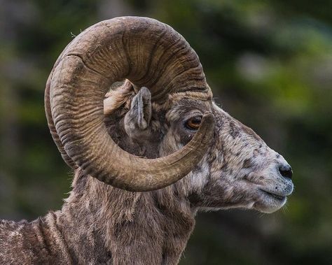 Sheep Side View, Sheep Drawing, Alaska Wildlife, Big Horn Sheep, Goat Horns, Amazing Animal Pictures, Animal Categories, Canada Photos, Nature Wildlife