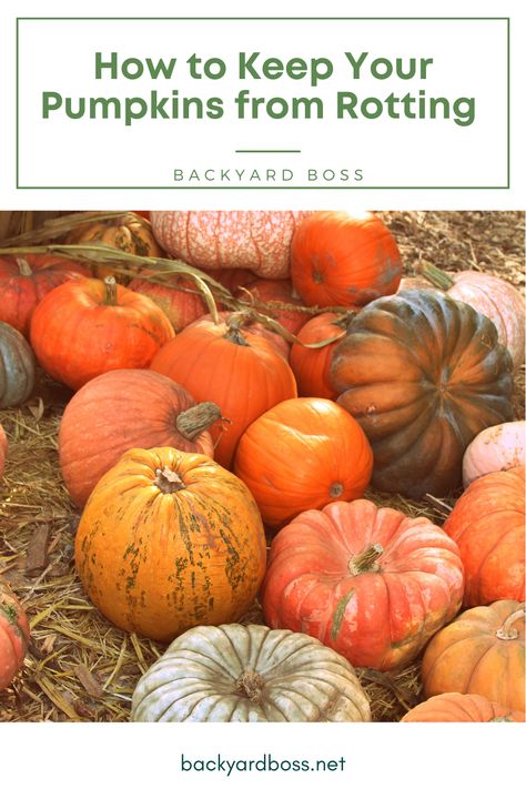 How To Persevere Pumpkins, How To Keep Pumpkins From Rotting, Planting Pumpkin Seeds, Grub Worms, Quality Time With Friends, Autumn Farm, Pumpkins For Halloween, Vaseline Petroleum Jelly, Decorative Pumpkins