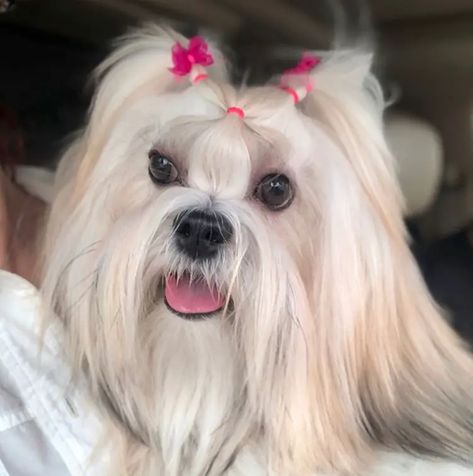 18 Best Lhasa Apso Haircuts for Dog Lovers - The Paws Lhasa Apso Puppies, Puppy Girl, Most Beautiful Dog Breeds, Baby Boy Haircuts, Beautiful Dog Breeds, Hairstyles Pictures, Grooming Style, Summer Haircuts, Haircut Styles