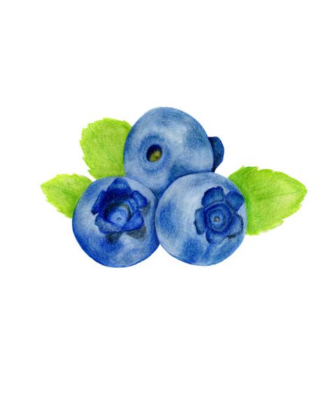 Blueberry Pictures, Fruit Illustration Art, Journal Illustrations, Blueberries Fruit, Neutral Classroom, Pomegranate Art, Cow Drawing, Blueberry Fruit, Watercolor Fruit