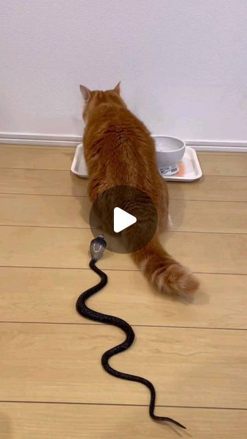 Yut Indrawati on Instagram: "🙃🙃
#cat 
#catlover" Why Cats Are Better Than Dogs, Homemade Cat Toys Diy Easy, Home Made Cat Toys Ideas, Cats And Christmas Trees, 2 Cats Together, Cat Tunnel Diy, Silly Cat Wallpaper, Cat And Turtle, Silly Cats Videos