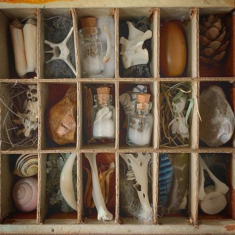 Paige Hall (@paige_the_red) • Instagram photos and videos Nature Assemblage Art, Art 2023, Applied Art, Folk Magic, Natural Curiosities, Cabinet Of Curiosities, Memory Scrapbook, Applied Arts, Assemblage Art