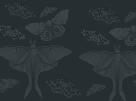 Digital Artwork of Moths #moths #art #drawing #procreate #digitalart #digital #background Dark Green Aesthetic Macbook Wallpaper, Moth Drawing Wallpaper, Moth Wallpaper Desktop, Moth Phone Backgrounds, Moth Black Background, Moth Gothic Wallpaper, Lunar Moth, Laptop Backgrounds, Dark Green Aesthetic