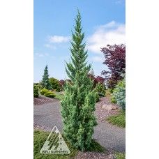 JUNIPERUS CHI TRAUTMAN Trautman Juniper, Chinese Juniper, Italian Cypress, Turn Blue, Annual Flowers, Bluish Green, Drought Tolerant, Pale Green, House Exterior