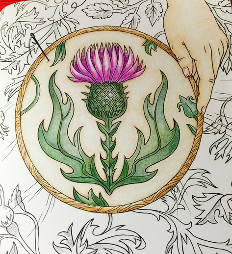 Thistle Illustration, Thistle Outline, Scottish Art Traditional, Milk Thistle Illustration, Vintage Thistle Illustration, Scottish Thistle Art, Scottish Thistle Botanical Illustration, Scottish Symbols, Thistle Tattoo