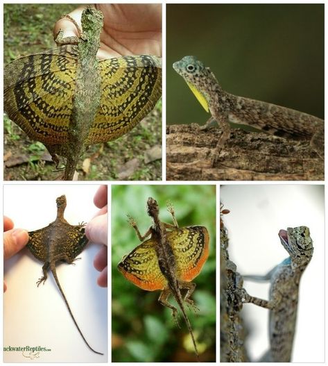 Draco Lizard, Micro Gecko, Draco Volans Lizards, Draco Volans, Hambubukag Lizard, Faerie Ring, Flying Lizard, Lizard That Looks Like A Dragon, Fan Throated Lizard