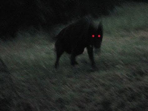 Black Shuck, Black Dog, At Night, We Heart It, Walking, Lost, Black