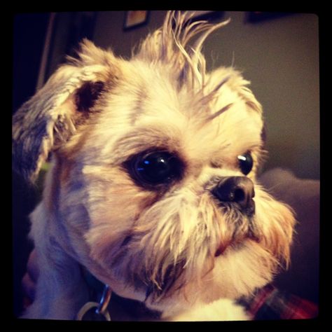 Shih tzu mohawk Shih Tzu Haircuts, Animal Advocacy, Love Your Pet, Good Buddy, Shih Tzus, Puppy Training, Shih Tzu, Dog Owners, Dog Training