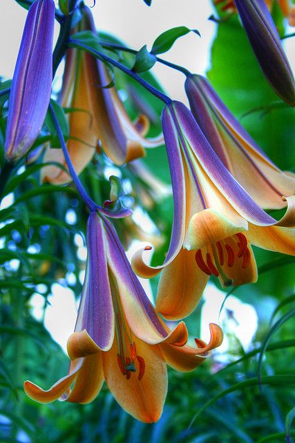 I already adored lilies...these are even better than regularly amazing lilies! Bell Flowers, फोटोग्राफी 101, Gladioli, Unusual Flowers, The Secret Garden, Exotic Flowers, Flower Beauty, Beautiful Blooms, Tropical Flowers