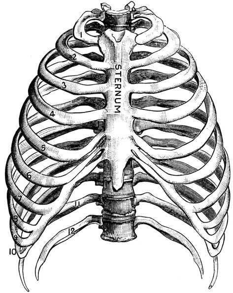 Human Rib Cage | Thorax With a rose where the heart should be??? Maybe a crow sitting on top? Pulmonary Circulation, Rib Cage Drawing, Cage Drawing, Rib Cage Anatomy, Lungs Drawing, Human Ribs, Human Rib Cage, Bone Drawing, Human Skeleton Anatomy