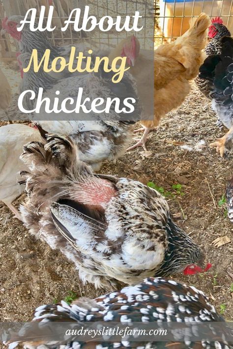 Molting Chickens, Collecting Eggs, Modern Homestead, Black Oil Sunflower Seeds, Dust Bath, Raising Backyard Chickens, Egg Production, Keeping Chickens, Free Range Chickens