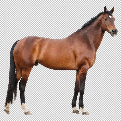 Horse Png, Brown Horse, Free Download, Textured Background, Horses, Animals, Instagram