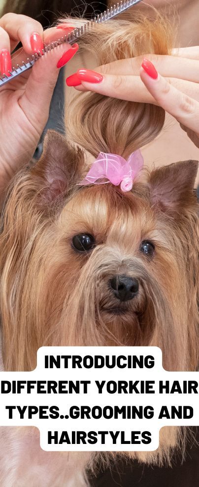 Do you know that there are many and different yorkie hair types?!, this small loving creature has many unique traits. Yorkie’s hair is one of the main characteristics that make Yorkie stand out from other breeds. However, it may vary between them depending on their genes. You may see a yorkie with curly hair or silky haired yorkie with different colors as well. Keep reading to learn more about different coat types, how to take care of each one, and different fashionable hairstyles. Yorkie Long Hair, Yorkie Hair, Yorkie Cuts, Yorkie Hairstyles, Fashionable Hairstyles, Yorkie Haircuts, Coat Types, Dog Grooming Styles, Famous Hairstyles