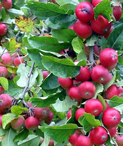 6 pounds crabapples (about 6 quarts) water 2 campden tablets 1/4 teaspoon pectic enzyme 1 package wine yeast 1 teaspoon nutrien... Roshashana Recipes, Tepache Recipe, Bluefish Recipe, Crab Apple Recipes, Bistek Recipe, Wine Making Recipes, Apple Garden, Apple Wine, Wine Yeast