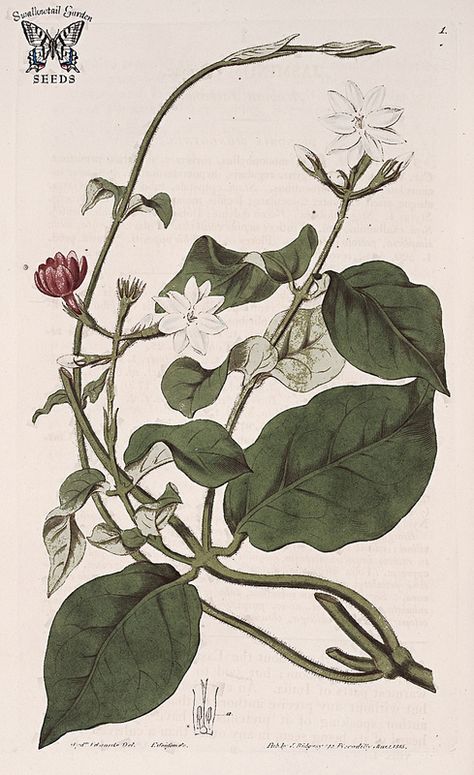 Arabian Jasmine. Jasminum sambac. Botanical Register, vol. 1 (1815) [S. Edwards] Jasmine Tattoo, Arabian Jasmine, Jasminum Sambac, Missouri Botanical Garden, Illustration Botanique, Jasmine Flower, Botanical Painting, Flower Logo, Old Book