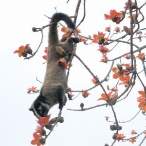 Masked Palm Civet - Facts, Diet, Habitat & Pictures on Animalia.bio Masked Palm Civet, Civet Cat, Palm Civet, Kopi Luwak Coffee, Expensive Coffee, Something Wild, Andaman And Nicobar Islands, Habitat Destruction, Kingdom Animalia