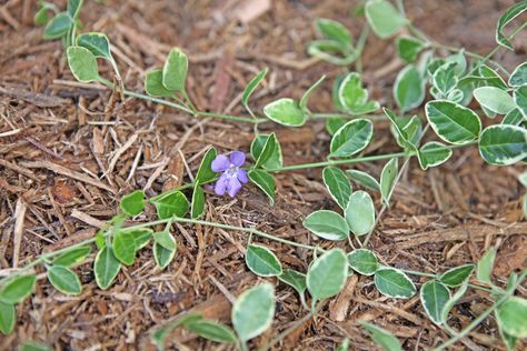 Creeping myrtle (Vinca minor) is one of those rare perennial evergreen ground covers that flower. Once it gets started, it pretty much takes care of itself, although you may have to take steps to prevent it from spreading out of control and you may have to deal with one major disease. Pay attention when you shop for nursery transplants because... Myrtle Ground Cover, Vinca Ground Cover, Creeping Myrtle, Vinca Vine, Vinca Minor, Acid Loving Plants, Ground Covers, Garden Fun, Backyard Water Feature