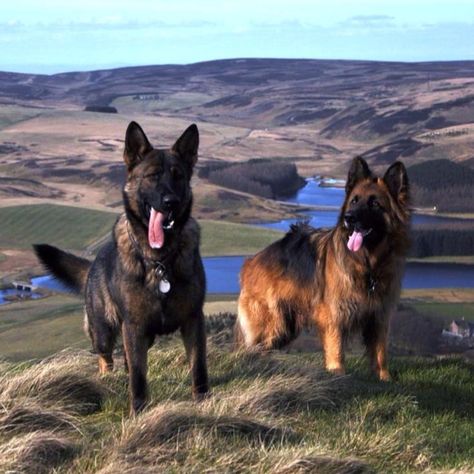 German shepherds in a beautiful landscape. Ddr German Shepherd, Sheperd Dogs, Belgium Malinois, German Shepards, Loyal Dogs, Dog Search, Shepherd Dogs, Best Dog Breeds, Belgian Malinois