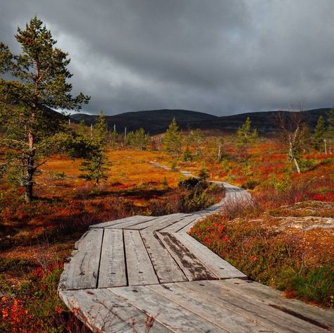 In September, Mother Nature paints Finland with vivid colours. The autumn leaf colours, 'ruska', can be enjoyed everywhere, even in city parks. And those lucky ones who can travel to North Finland for hiking, will be in for a treat. Photo by Julia Kivelä Lights Festival, Autumn Leaf Color, Endless Night, Breathtaking Places, Aesthetic Photos, Dog Sledding, Nature Paintings, Countries Of The World, Park City