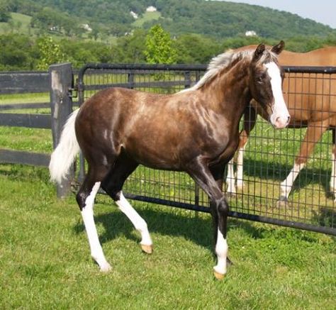 Sooty (palomino) - At 4 1/2 months old, she shows an extreme sooty palomino color Sooty Palomino Horse, Sooty Palomino, Chocolate Palomino, Unique Horses, Palomino Horses, Horse Coat Colors, Horse Pics, Palomino Horse, Horse Colors