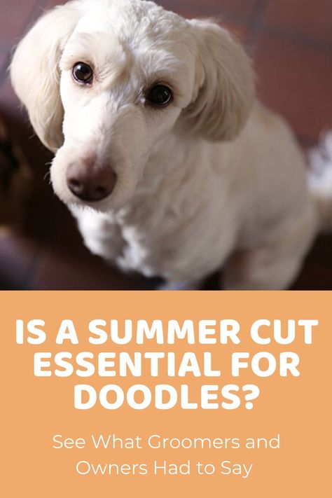 Is a Summer Cut Essential for Doodles? Groomers & Owners Weigh In Doodle Cuts For Summer, Sheepadoodle Summer Haircut, Doodle Summer Cut, Summer Doodle Haircut, Doodle Summer Haircut, Poodle Summer Cut, Labradoodle Summer Cut, Goldendoodle Summer Haircut, Labradoodle Cuts