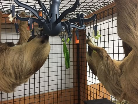 Octopus clothing drying rack (IKEA) used as a sloth food hanger. Great way to keep the chipmunks and other pests from eating food during the warm season! Monkey Enrichment, Bird Enrichment, Clothing Drying Rack, Zoo Enrichment, Enrichment Projects, Animal Enrichment, Diy Bird Toys, Houston Zoo, Enclosure Ideas