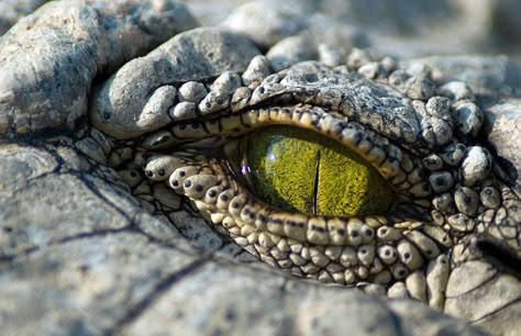 Crocodile Facts, Zimbabwe Travel, Crocodile Eyes, Wild Animal Wallpaper, Animal Eyes, Monster Eyes, Animal References, Crocodiles, Reptiles And Amphibians