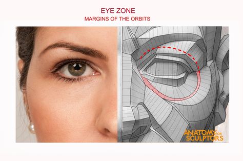 Anatomy For Sculptors, Planes Of The Face, Human Anatomy For Artists, Eye Anatomy, Head Anatomy, Facial Anatomy, Face Anatomy, Anatomy Sculpture, Sculpture Techniques