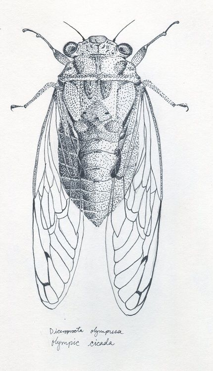 Cicada Cicada Illustration, Cicada Art, Cicada Tattoo, Insect Tattoo, Bug Tattoo, Beautiful Bugs, Desenho Tattoo, Insect Art, Scientific Illustration