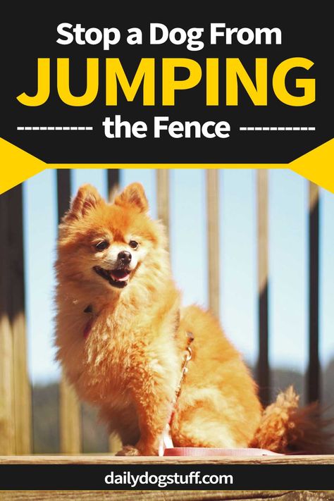 How to Stop a Dog From Jumping or Climbing the Fence via @dailydogstuff Dog Jumping Fence, Keep Dog From Jumping Fence, How To Get Your Dog To Stop Jumping, How To Teach Dog Not To Jump, Dogs Jumping, Training Dog Not To Jump, Stop Dog Barking, Athletic Dogs, Dog Training Techniques