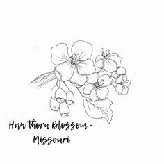 Hawthorn Flower Drawing, Hawthorne Tattoo, State Flower Tattoo, Missouri State Flower, Hawthorne Flower Tattoo, Wildflower Tattoos, Hawthorne Flower, Hawthorn House, Hawthorn Flower