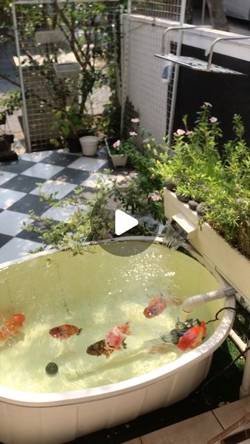 Indoor Pond Ideas, Indoor Pond, Patio Pond, Goldfish Pond, Pond Ideas, July 17, Goldfish, Good Morning, Patio