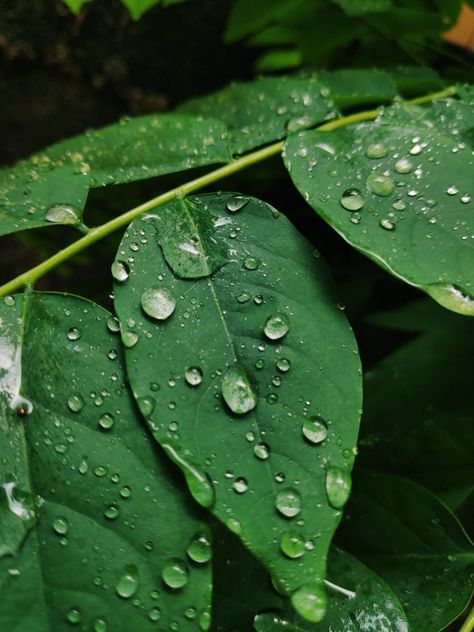 water, drop, rain, nature, leaf, green, fresh, background, environment, bright, plant, wet, garden, dew, growth, freshness, closeup, macro, life, liquid, spring, natural, texture, color, summer, clean, raindrop, reflection, abstract, purity, detail, design, outdoor, pattern, tropical, shiny, droplet, organic, tree, grass, transparent, light, surface, foliage, beautiful, leaves, clear, weather, flora, beauty Dew On Leaves, Water On Leaf, Rain On Leaves, Leaves With Water Drops, Wet Garden, Drawing Lighting, Water Drop On Leaf, Background Environment, Drawing Rain