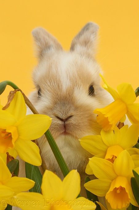 Easter Yellow, Yellow Animals, Fluffy Bunny, Baby Bunny, A Bunny, Baby Bunnies, Mellow Yellow, Animal Planet