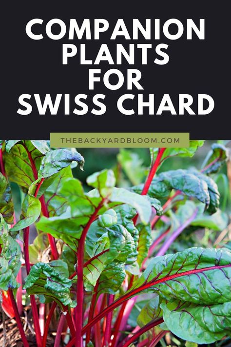 Companion Plants for Swiss Chard and What Not to Plant with Swiss Chard Swiss Chard Plant, Growing Swiss Chard, Saltbox House, Companion Planting Vegetables, Winter Greenhouse, Dream Ideas, Rainbow Chard, Vegetable Garden Tips, Companion Plants