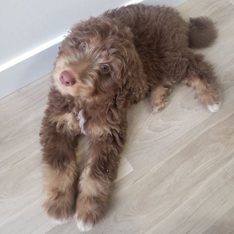 Mini Doodle Mixes, Doodles Dogs Breeds, Miniature Bernedoodle, Aussie Labradoodle, Berne Doodle, F1b Bernedoodle, Bernedoodle Mini, Bernie Doodle, Doodles Dog