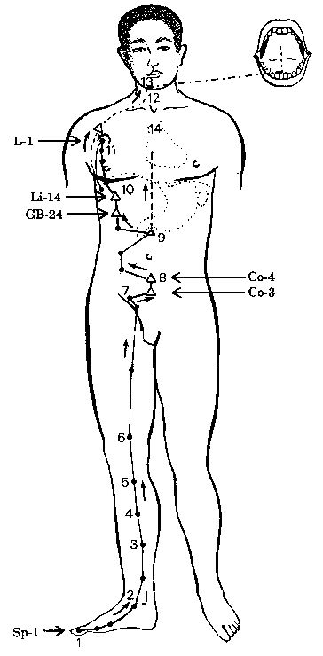 Acupuncture.Com - Education - Theory - Spleen Meridian Acupressure Points Chart, Wellness Store, Chi Gong, Acupressure Points, Traditional Chinese Medicine, Digestive System, Chinese Medicine, Acupressure, Self Healing