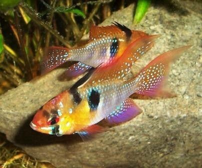 Mikrogeophagus ramirezi Chiclid.  A beautiful, small and peaceful Cichlid, the ram should not be placed with aggressive species. Not the hardiest of species the ram should be placed in a well established well maintained aquarium. Ram Cichlid, Beautiful Tropical Fish, Tropical Fish Aquarium, Red Fish Blue Fish, Fresh Water Fish Tank, Freshwater Aquarium Fish, African Cichlids, Cool Fish, Aquarium Design