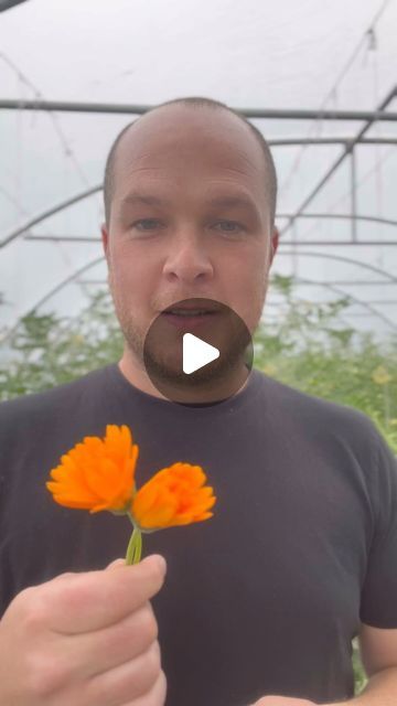 Portnoo Market Garden on Instagram: "The amazing Calendula marigold are an absolute must have in our garden, they are beautiful and they have so many benefits. 
Calendulas are very easy to grow and I really recommend them for every garden. 

#calendula #marigold #flower #healingproperties #healthbenefits #amazingplants #gardening #growyourown" Market Garden, Grow Your Own, Garden Plants, Flowers, Plants