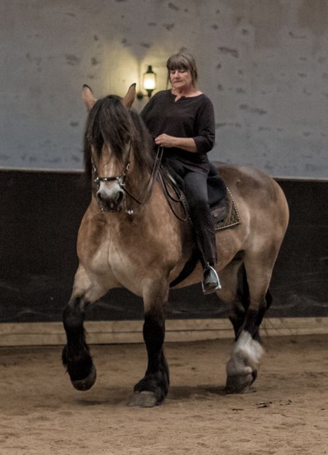 Draft Horse Riding, Riding A Horse, Person Riding Horse, Riding Horse, Friesian Stallion, Horse Riding Aesthetic, Beautiful Horse Pictures, Draft Horses, Horse Crazy