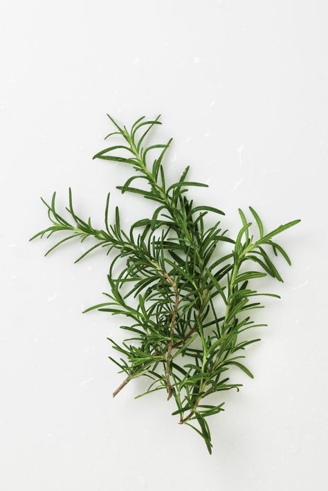 How to Transplant a Rosemary Bush. Rosemary (Rosemaryinus officinalis) grows as a small, woody shrub that is both ornamental and an herb. Most varieties grow best in areas with no heavy freezes, although some types tolerate temperatures as low as 5 degrees F. Rosemary doesn't grow well from seed, so is usually planted from nursery-grown... Prune Rosemary, Propagate Rosemary, Small Evergreen Shrubs, Creepers Plants, Lamb Loin, Growing Rosemary, Tattoo Plant, Rosemary Plant, Growing Basil