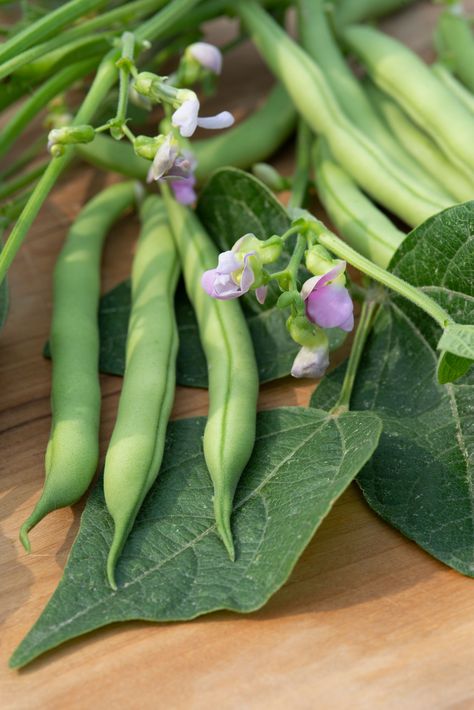 Bush Beans Growing, Beans Growing, Artichoke Plants, Grape Vine Plant, Cauliflower Plant, Rhubarb Plants, Bean Varieties, Citrus Plant, Planting Onions