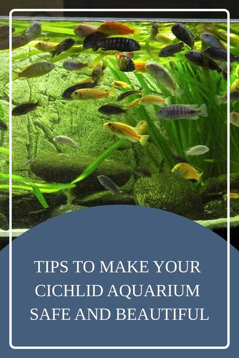 African cichlids are one of the most popular fish you can keep in your aquarium due to their beauty and easy care. Learn more in this article what you need for your african cichlids aquarium. #aquariumpets #cichlidaquarium African Cichlid Aquarium Ideas Fish Tanks, Cichlid Aquarium Ideas Tanks, Cichlid Tank Ideas, Cichlid Aquarium Ideas, African Cichlid Tank, Lake Malawi Cichlids, African Cichlid Aquarium, American Cichlid, Cichlid Aquarium